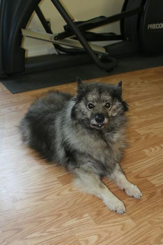 https://images.dog.ceo/breeds/keeshond/n02112350_9780.jpg