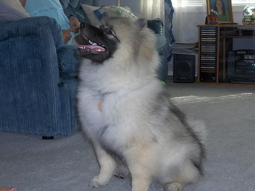 https://images.dog.ceo/breeds/keeshond/n02112350_9782.jpg