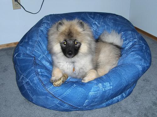 https://images.dog.ceo/breeds/keeshond/n02112350_9886.jpg