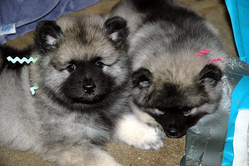 https://images.dog.ceo/breeds/keeshond/n02112350_9889.jpg