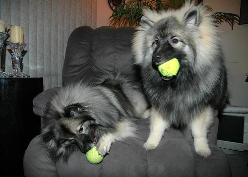 https://images.dog.ceo/breeds/keeshond/n02112350_9896.jpg