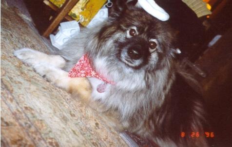 https://images.dog.ceo/breeds/keeshond/n02112350_9898.jpg