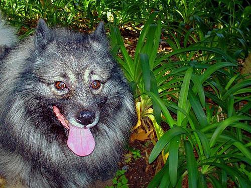 https://images.dog.ceo/breeds/keeshond/n02112350_9908.jpg