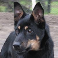 https://images.dog.ceo/breeds/kelpie/n02105412_1031.jpg