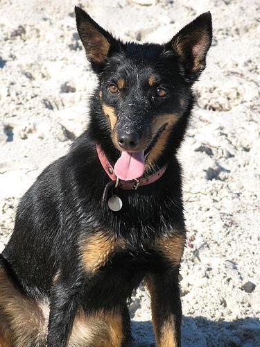 https://images.dog.ceo/breeds/kelpie/n02105412_1159.jpg