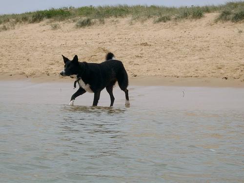 kelpie