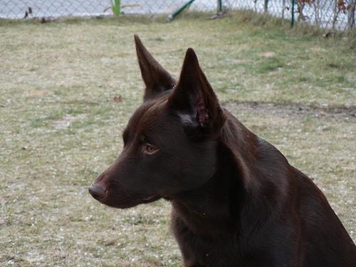 https://images.dog.ceo/breeds/kelpie/n02105412_123.jpg