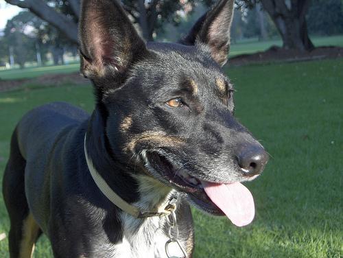 https://images.dog.ceo/breeds/kelpie/n02105412_1398.jpg