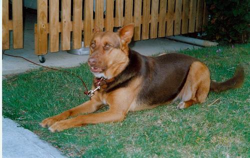 https://images.dog.ceo/breeds/kelpie/n02105412_1530.jpg