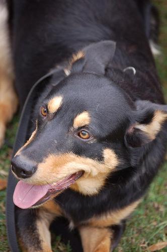 https://images.dog.ceo/breeds/kelpie/n02105412_1795.jpg