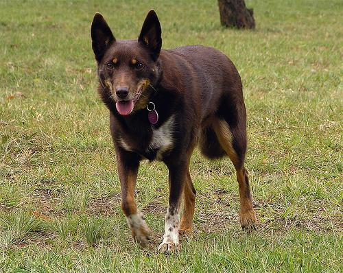 https://images.dog.ceo/breeds/kelpie/n02105412_1834.jpg