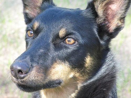 https://images.dog.ceo/breeds/kelpie/n02105412_1968.jpg