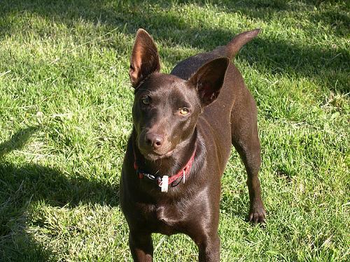 https://images.dog.ceo/breeds/kelpie/n02105412_1973.jpg