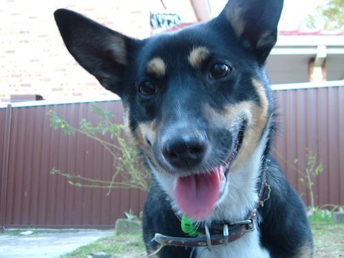 https://images.dog.ceo/breeds/kelpie/n02105412_216.jpg