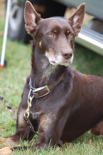 https://images.dog.ceo/breeds/kelpie/n02105412_2164.jpg