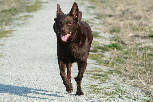 https://images.dog.ceo/breeds/kelpie/n02105412_2183.jpg