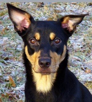 https://images.dog.ceo/breeds/kelpie/n02105412_2301.jpg