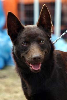 https://images.dog.ceo/breeds/kelpie/n02105412_2454.jpg