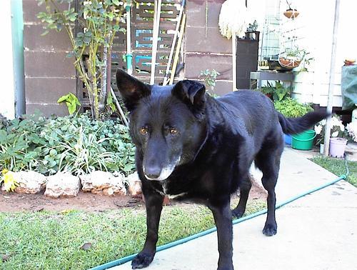 https://images.dog.ceo/breeds/kelpie/n02105412_251.jpg