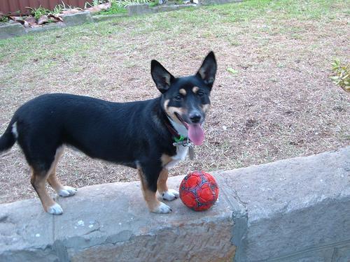 https://images.dog.ceo/breeds/kelpie/n02105412_2650.jpg