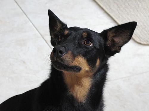 https://images.dog.ceo/breeds/kelpie/n02105412_2800.jpg