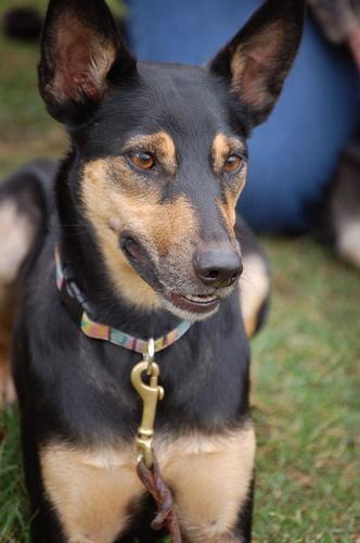 https://images.dog.ceo/breeds/kelpie/n02105412_2915.jpg