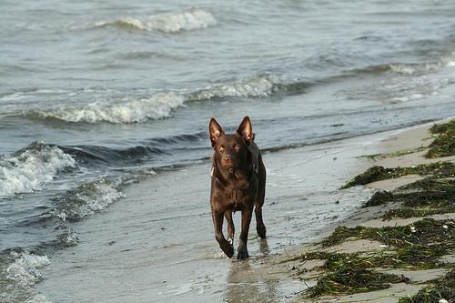 https://images.dog.ceo/breeds/kelpie/n02105412_327.jpg