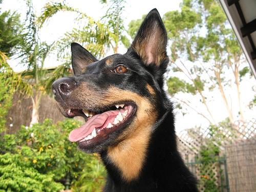 https://images.dog.ceo/breeds/kelpie/n02105412_3416.jpg