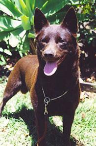 https://images.dog.ceo/breeds/kelpie/n02105412_3645.jpg