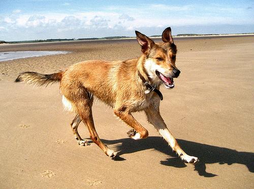 https://images.dog.ceo/breeds/kelpie/n02105412_3786.jpg