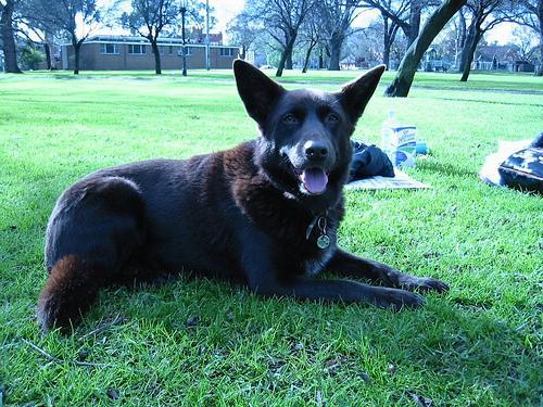 https://images.dog.ceo/breeds/kelpie/n02105412_3905.jpg