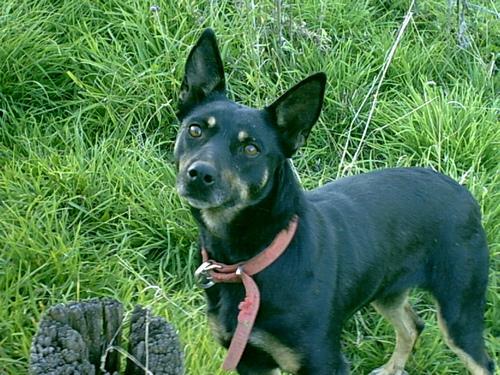 https://images.dog.ceo/breeds/kelpie/n02105412_3979.jpg