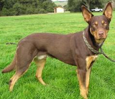 https://images.dog.ceo/breeds/kelpie/n02105412_43.jpg