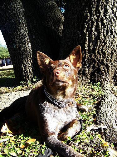 https://images.dog.ceo/breeds/kelpie/n02105412_452.jpg