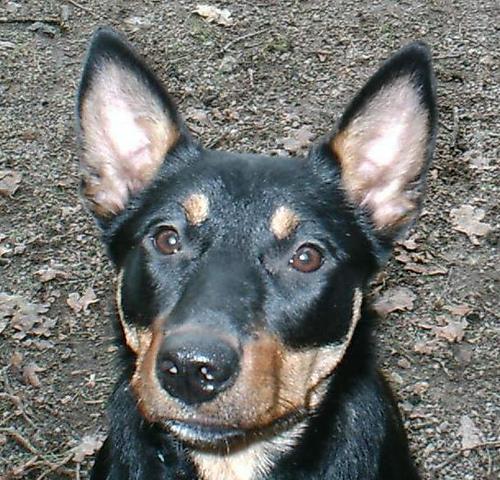 https://images.dog.ceo/breeds/kelpie/n02105412_4674.jpg