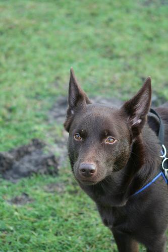 https://images.dog.ceo/breeds/kelpie/n02105412_4873.jpg