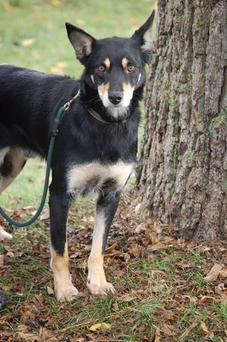 https://images.dog.ceo/breeds/kelpie/n02105412_5288.jpg