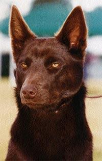 https://images.dog.ceo/breeds/kelpie/n02105412_530.jpg