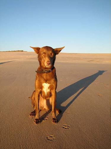 https://images.dog.ceo/breeds/kelpie/n02105412_5373.jpg