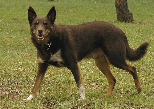 https://images.dog.ceo/breeds/kelpie/n02105412_5381.jpg