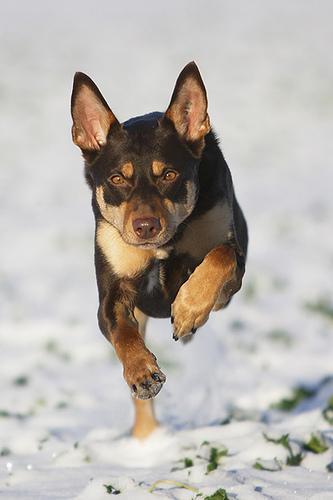 https://images.dog.ceo/breeds/kelpie/n02105412_5702.jpg