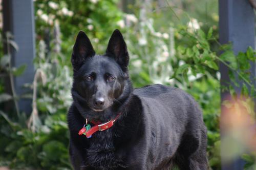 https://images.dog.ceo/breeds/kelpie/n02105412_5737.jpg