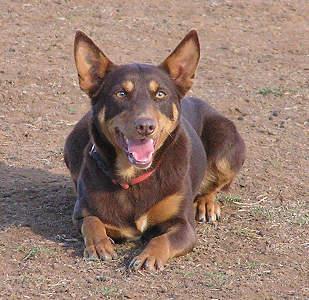 https://images.dog.ceo/breeds/kelpie/n02105412_5983.jpg