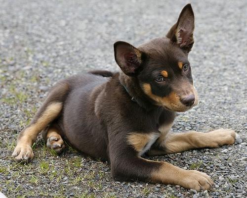 https://images.dog.ceo/breeds/kelpie/n02105412_6429.jpg