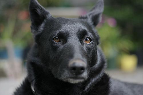 https://images.dog.ceo/breeds/kelpie/n02105412_6431.jpg