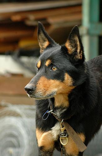 https://images.dog.ceo/breeds/kelpie/n02105412_676.jpg