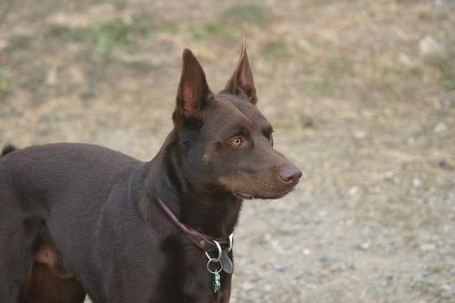 https://images.dog.ceo/breeds/kelpie/n02105412_7017.jpg