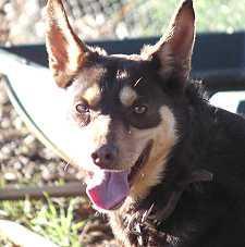 https://images.dog.ceo/breeds/kelpie/n02105412_7211.jpg