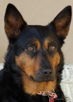 https://images.dog.ceo/breeds/kelpie/n02105412_7293.jpg