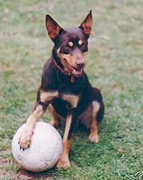 https://images.dog.ceo/breeds/kelpie/n02105412_7504.jpg